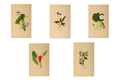 Lot 284 - A GROUP OF FIVE INDIAN BOTANICAL PAINTINGS ...