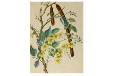 Lot 285 - A BOTANICAL PAINTING OF A FLOWERING CASSIA...