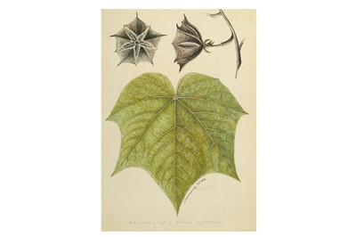 Lot 286 - A BOTANICAL PAINTING OF A MAPLE LEAF AND...