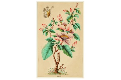 Lot 898 - A QAJAR BOTANICAL PAINTING OF A CLEMATIS...