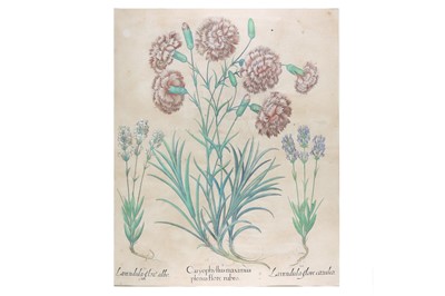 Lot 535 - Besler (Basilius) Lavenduala flore albo /...