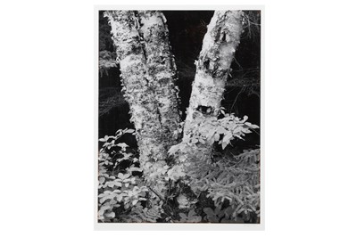 Lot 909 - Henry Gilpin (1922-2011) SPLIT ASPENS, 1992,...