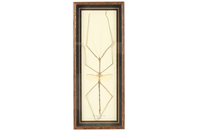 Lot 370 - Entomology. A collection of 6 framed insects...