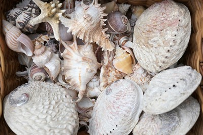 Lot 388 - A collection of miscellaneous sea shells from...