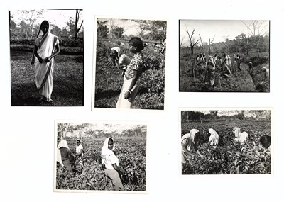 Lot 70 - Photograph Album.- South Asian Tea Plantation...