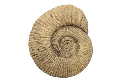 Lot 19 - A LARGE AMMONITE FOSSIL  likely to have...