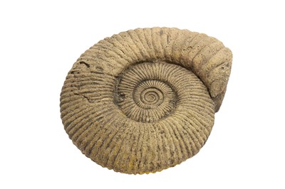 Lot 19 - A LARGE AMMONITE FOSSIL  likely to have...
