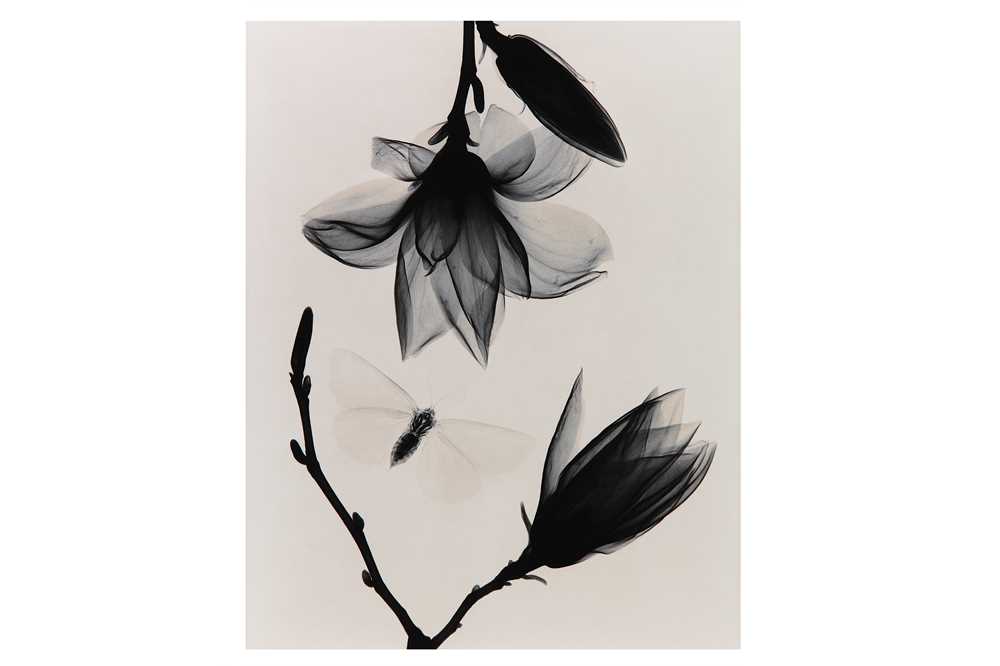 Lot 211 - JUDITH MCMILLAN b.1945 MAGNOLIA AND MOTH, 2002...