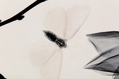 Lot 211 - JUDITH MCMILLAN b.1945 MAGNOLIA AND MOTH, 2002...