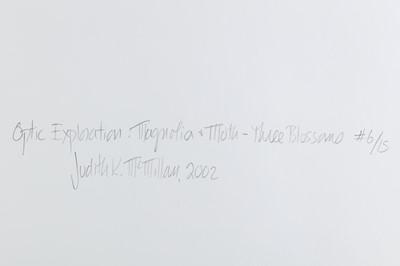 Lot 211 - JUDITH MCMILLAN b.1945 MAGNOLIA AND MOTH, 2002...