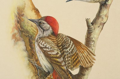 Lot 326 - FOUR STUDIES OF BIRDS IN THEIR NATURAL HABITAT