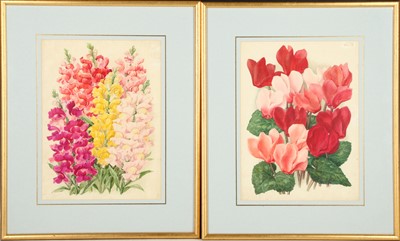 Lot 105 - A colourful study of Cyclamen, according to...