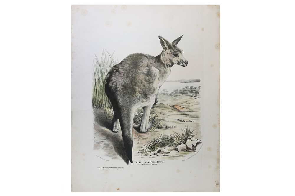 Lot 152 Australia. Sainson (Louis Auguste de,