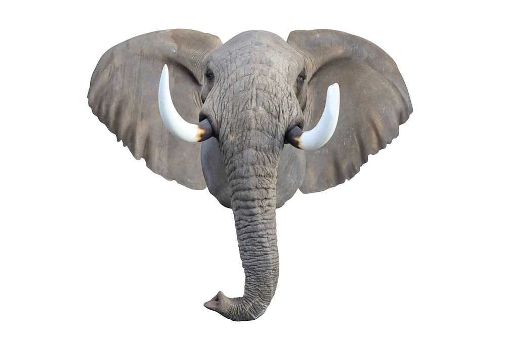 Lot 232 - TAXIDERMY INTEREST: A FINE LIFESIZE FIBREGLASS MODEL OF AN AFRICAN BULL ELEPHANT HEAD