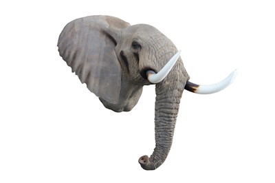 Lot 232 - TAXIDERMY INTEREST: A FINE LIFESIZE FIBREGLASS MODEL OF AN AFRICAN BULL ELEPHANT HEAD