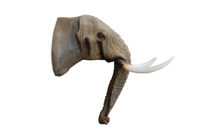 Lot 232 - TAXIDERMY INTEREST: A FINE LIFESIZE FIBREGLASS MODEL OF AN AFRICAN BULL ELEPHANT HEAD