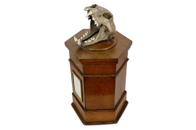 Lot 1 - TAXIDERMY: A RARE LATE 19TH CENTURY OAK COUNTRY HOUSE POST BOX WITH ORIGINAL LEOPARD SKULL