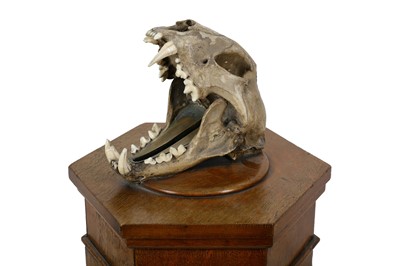 Lot 1 - TAXIDERMY: A RARE LATE 19TH CENTURY OAK COUNTRY HOUSE POST BOX WITH ORIGINAL LEOPARD SKULL