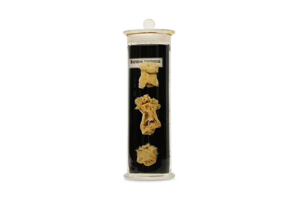 Lot 26 - TAXIDERMY: FIVE EX-MUSEUM WET / PICKLED...