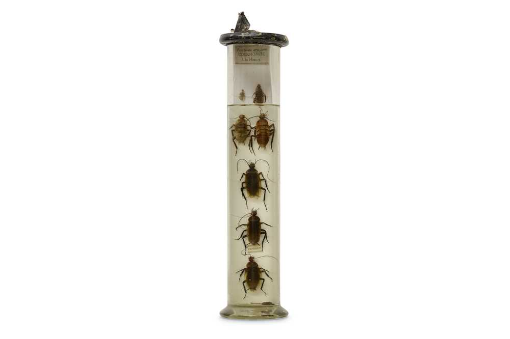 Lot 26 - TAXIDERMY: FIVE EX-MUSEUM WET / PICKLED