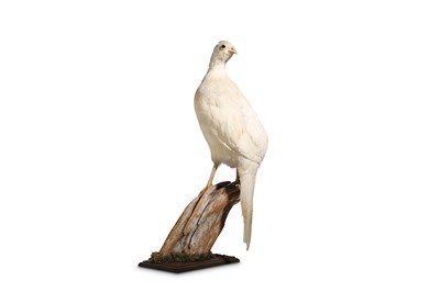 Lot 91 - A TAXIDERMY WHITE PHEASANT ON A BRANCH wooden...
