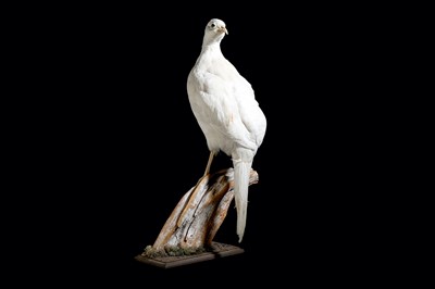 Lot 91 - A TAXIDERMY WHITE PHEASANT ON A BRANCH wooden...