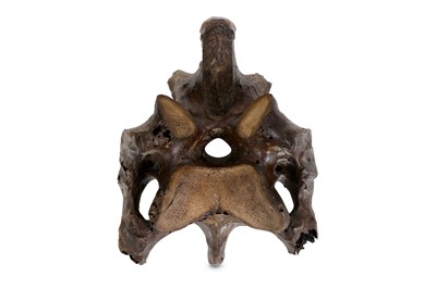 Lot 36 - A RARE SELECTION OF BONES FROM THE EXTINCT MOA...