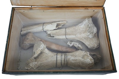 Lot 10 - A RARE SELECTION OF BONES FROM THE EXTINCT MOA...