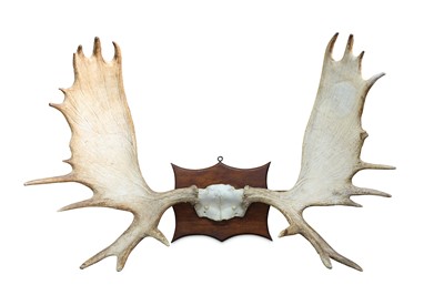 Lot 76 - A SET OF RECORD CLASS AMERICAN MOOSE  ANTLERS...