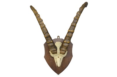 Lot 78 - A PAIR OF WALIA IBEX HORNS the skull mounted...
