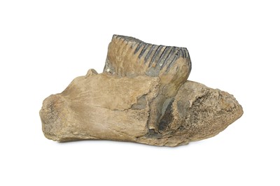Lot 16 - WOOLLY MAMMOTH (MAMMUTHUS PRIMIGENIUS), A...