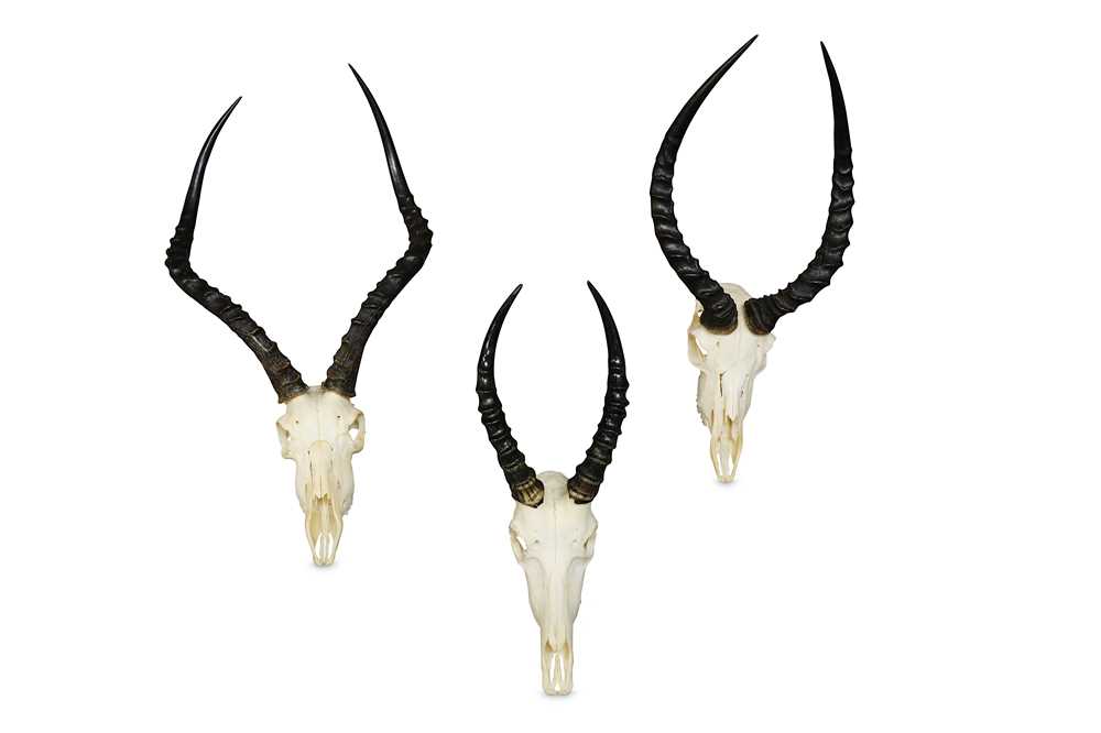 Lot 11 - TWO SETS OF IMPALA HORNS AND SKULLS AND A PAIR...
