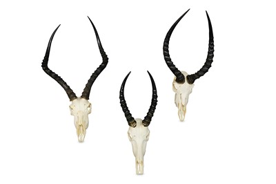 Lot 77 - TWO SETS OF IMPALA HORNS AND SKULLS AND A PAIR...