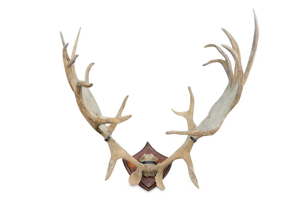 Lot 74 - A SET OF IRISH ELK (MEGALOCEROS GIGANTEUS)...