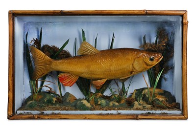 Lot 84 - TAXIDERMY: A LATE 19TH / EARLY 20TH CENTURY...
