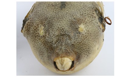 Lot 235 - AN UNUSUAL LAMP DECORATED WITH A TAXIDERMY...