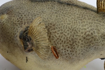 Lot 235 - AN UNUSUAL LAMP DECORATED WITH A TAXIDERMY...