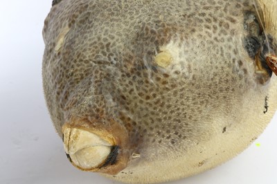 Lot 235 - AN UNUSUAL LAMP DECORATED WITH A TAXIDERMY...