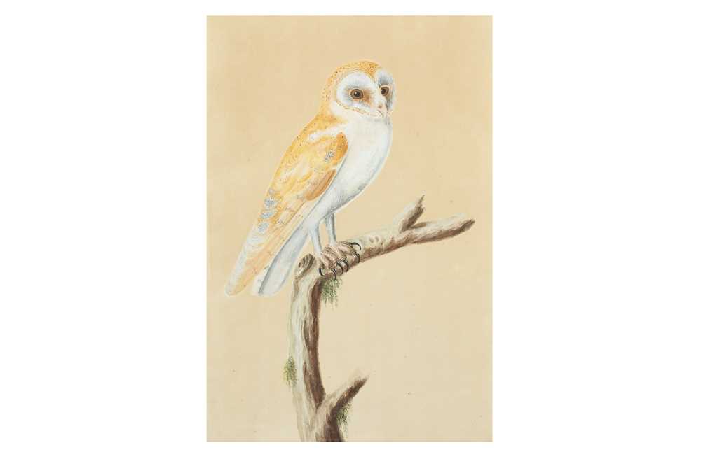 Lot 324 - A STUDY OF AN INDIAN BARN OWL (TYTO ALBA)
