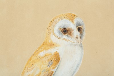 Lot 324 - A STUDY OF AN INDIAN BARN OWL (TYTO ALBA)