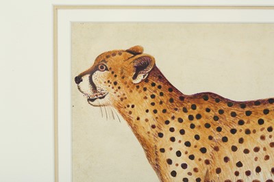 Lot 325 - A STUDY OF A CHEETAH AFTER THE IMPEY ALBUM