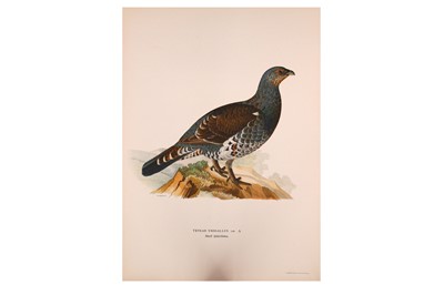 Lot 234 - Ornithology.