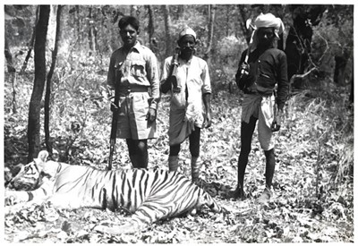 Lot 424 - Early 20th Century British Indian Taxidermy Bengal Tiger Skin, attributed to Van Ingen & Van Ingen