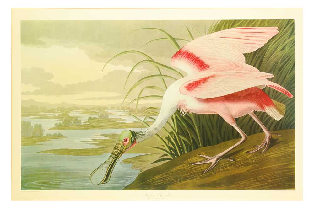 Lot 174 - Audubon (John, J., after) Roseate Spoonbill