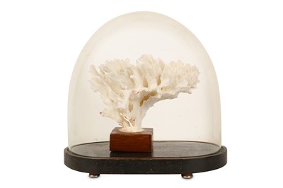 Lot 93 - NATURAL HISTORY: A DISPLAY OF WHITE CORAL UNDER A GLASS DOME