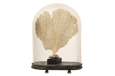 Lot 92 - NATURAL HISTORY: A DISPLAY OF SEAWEED UNDER A GLASS DOME