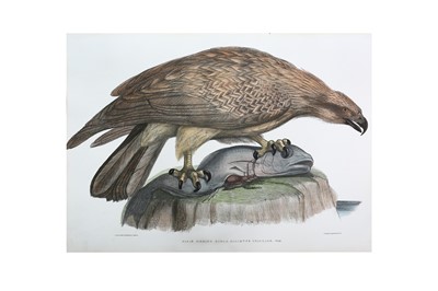Lot 270 - Hawkins (Benjamin Waterhouse)