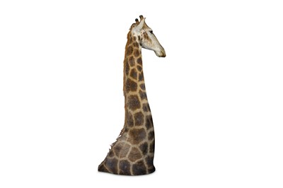 Lot 44 - A TAXIDERMY HEAD AND SHOULDERS OF A GIRAFFE