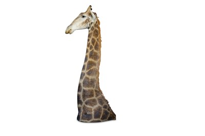Lot 44 - A TAXIDERMY HEAD AND SHOULDERS OF A GIRAFFE