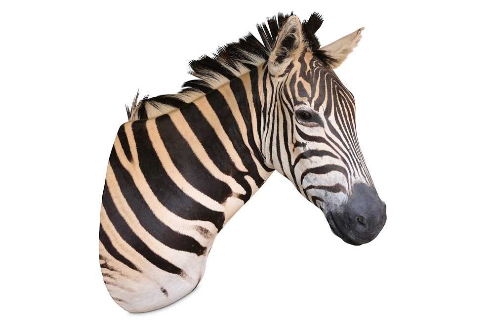 Lot 46 - A TAXIDERMY HEAD AND NECK OF A ZEBRA